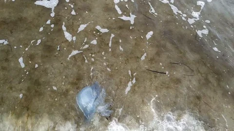 Jellyfish washed up on the beach Stock Footage 112753859