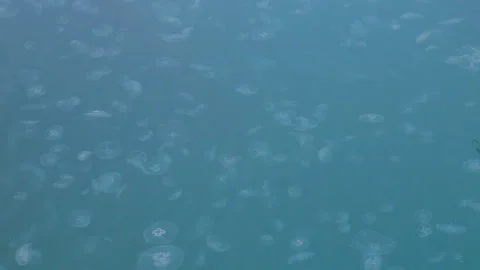 Jellyfish in the water Stock Footage 89070285