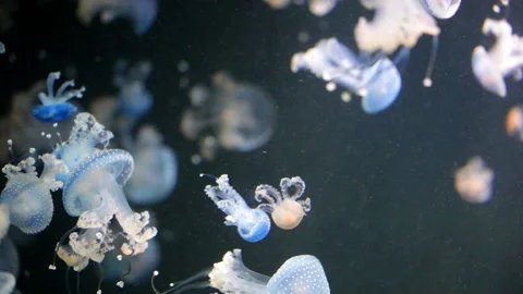 Jellyfish in the water Stock Footage 92812549