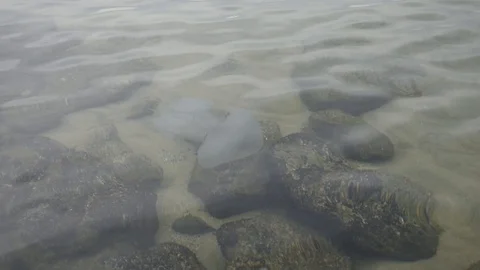 Jellyfish in the water Stock Footage 116334214