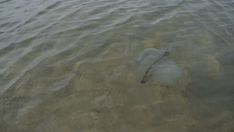 Jellyfish in the water Stock Footage 116334330