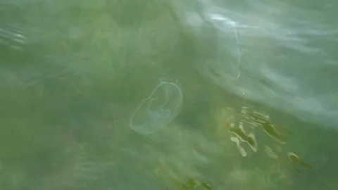Jellyfish in water, slow motion Stock Footage 97356998