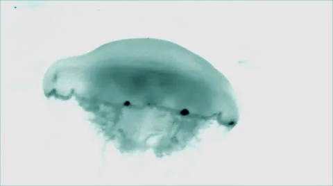 Jellyfish X-Ray Abstract Stock Footage 22492842