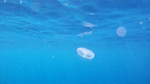 Jellyfish XCU Stock Footage 8913838