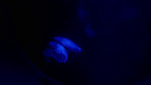 Jellyfish in the zoo Video stock 154655022