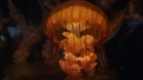 Jellyfish1 Stock Footage 10873929