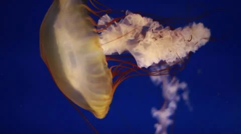 Jellyfish2 Stock Footage 10709677