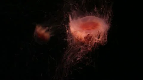 Jellyfish2 Stock Footage 10874630