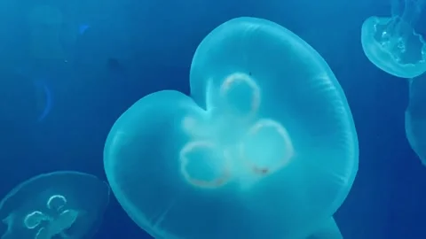 Jellyfishblue Video stock 130685756