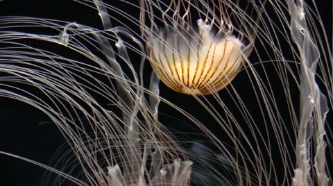 The jellyfishes in  Aquarium Video stock 42794884