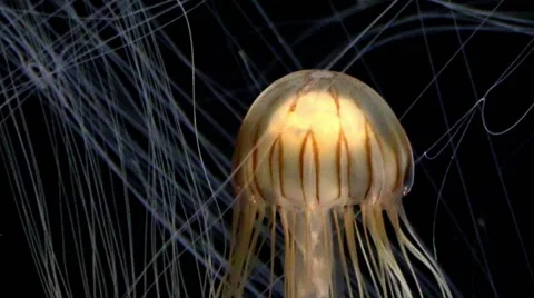 The jellyfishes in an Aquarium Vidéo 42873128