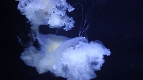 Jellyfishes in an aquarium Stock Footage 47392909