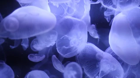 Jellyfishes in an aquarium Stock Footage 47392932