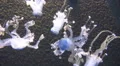 Jellyfishes with blue illumination rotating fish tank HD Footage