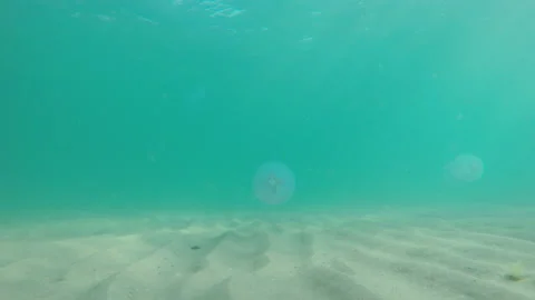 Jellyfishes float over seabed Stock Footage 85802038