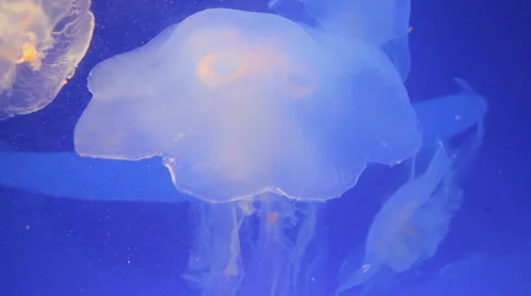 Jellyfishes  Stock Footage 1990454