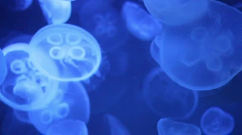Jellyfishes 스톡 동영상 5163674