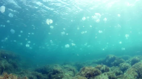 Jellyfishes Stock Footage 32433940