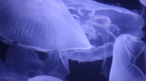 Jellyfishes 스톡 동영상 48987013