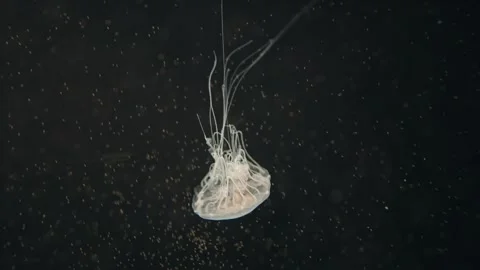 Jellyfishes Stock Footage 322192117