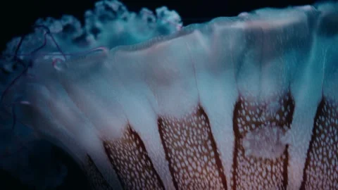 Jellyfishes Stock Footage 322192118