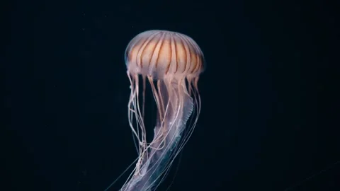Jellyfishes Stock Footage 322192119