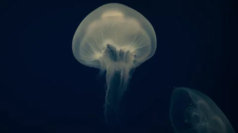 Jellyfishes Stock Footage 322192128