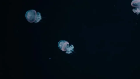 Jellyfishes Stock Footage 322192147