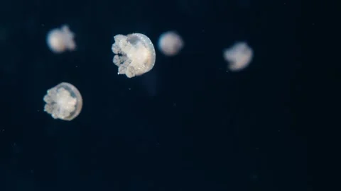 Jellyfishes Stock Footage 322192156