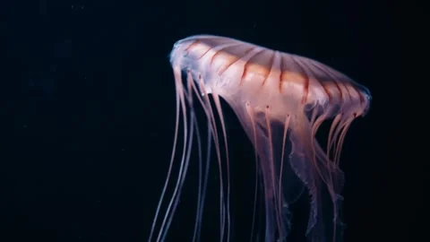 Jellyfishes Stock Footage 322192157