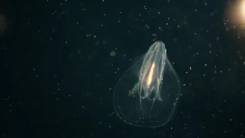 Jellyfishes Stock Footage 322192172