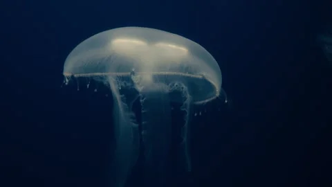 Jellyfishes Stock Footage 322192205