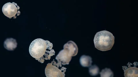 Jellyfishes Stock Footage 322192221