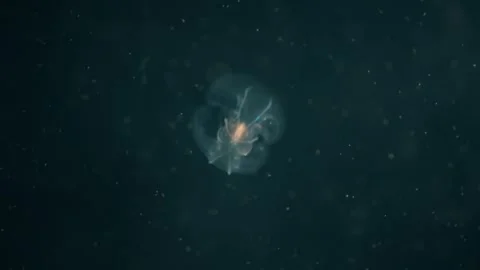 Jellyfishes Stock Footage 322192235