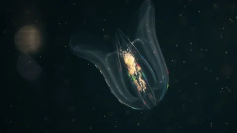 Jellyfishes Stock Footage 322192260