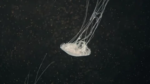 Jellyfishes Stock Footage 322192261