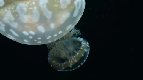 Jellyfishes Stock Footage 322192265