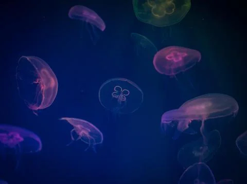 Jellyfishes 库存插图