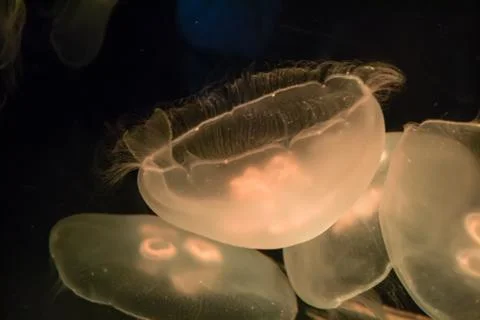 The jellyfishes Stock Photos