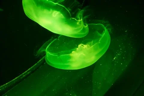The jellyfishes Stock Photos