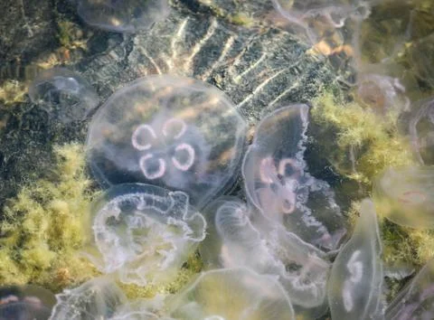 Jellyfishes Stock Photos
