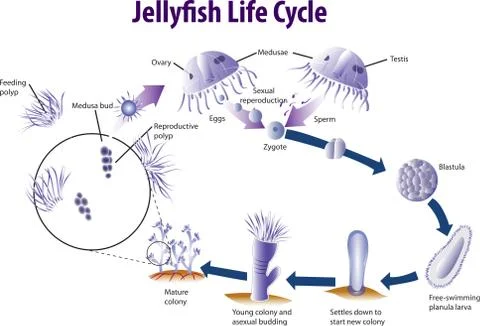 JellyFishLifecycle Stock Illustration