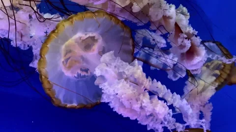 JellyfishOrange Stock Footage