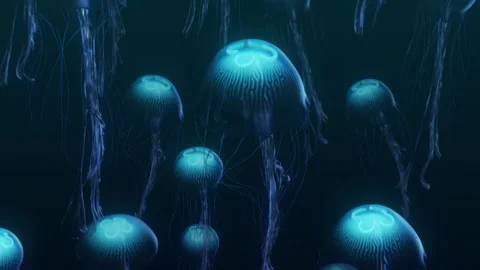 Jellyfishs Stock Footage 256305729