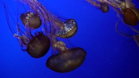 Jellyside down Stock Footage 608476