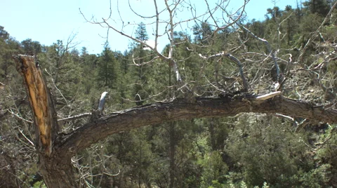 Jemez cliffs and tree Stock Footage 40031914