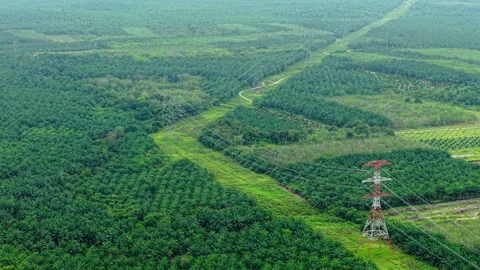 Jempol High Voltage Towers Orbit - Malaysia Palm Plantation Grid 4K Vidéo 331840462