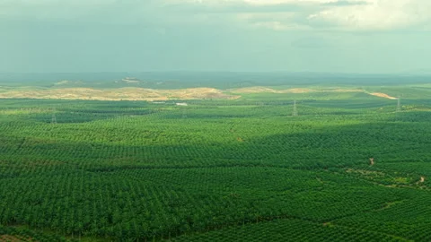 Jempol Power Transmission Corridor Pull-Out - Malaysia Palm Plantation 4K 스톡 동영상 331843706