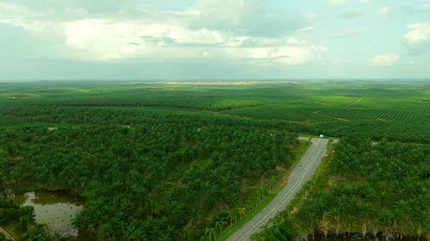 Jempol Power Transmission Lines Push-In - Malaysia Palm Plantation 4K 스톡 동영상 331843994