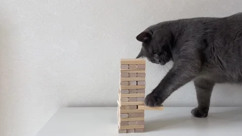 Jenga game and cat. Stock Footage 219813522